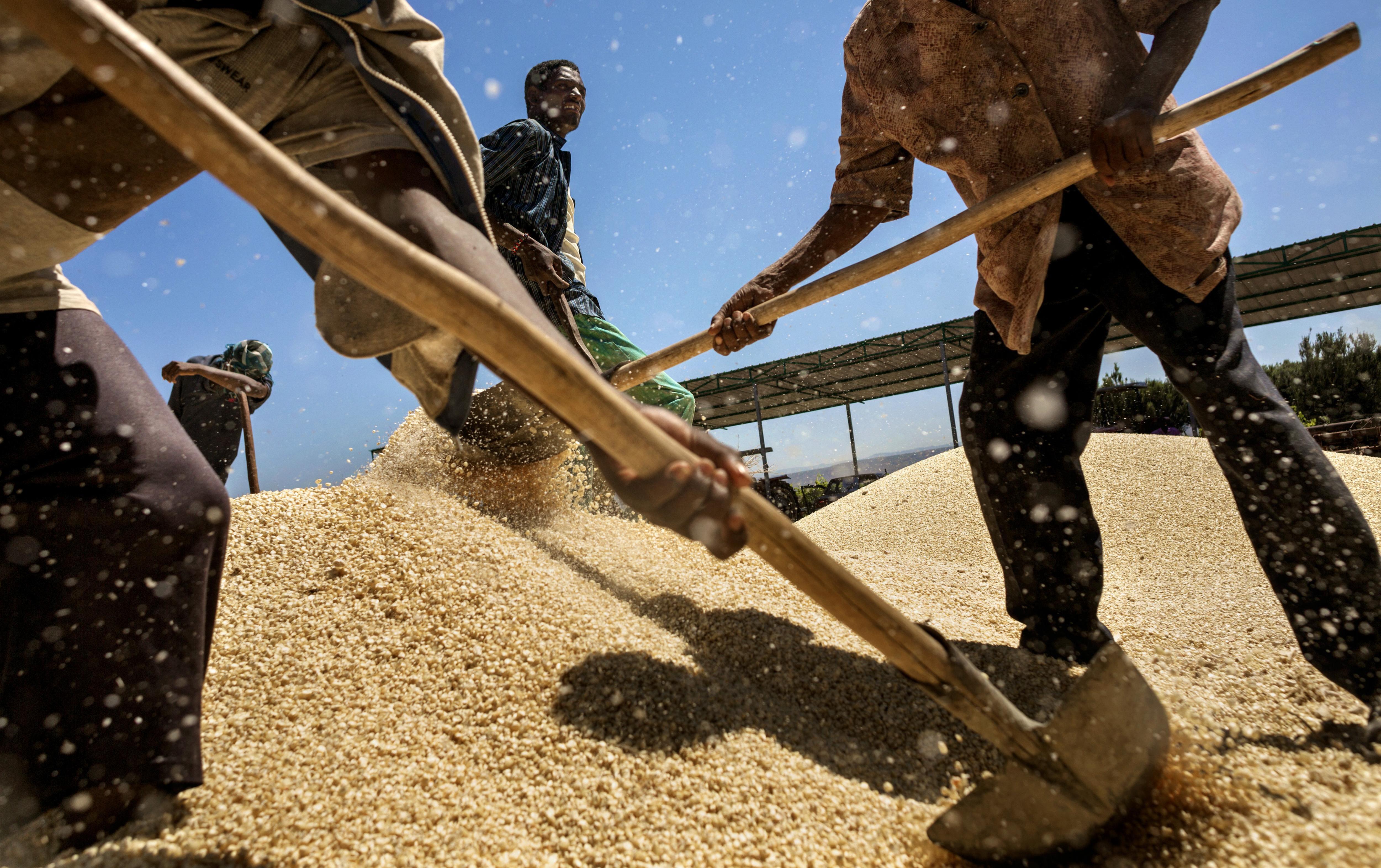 Staff at Robani Agriculture Enteprises in Ethiopia remove maize from the cob then separate the husks.